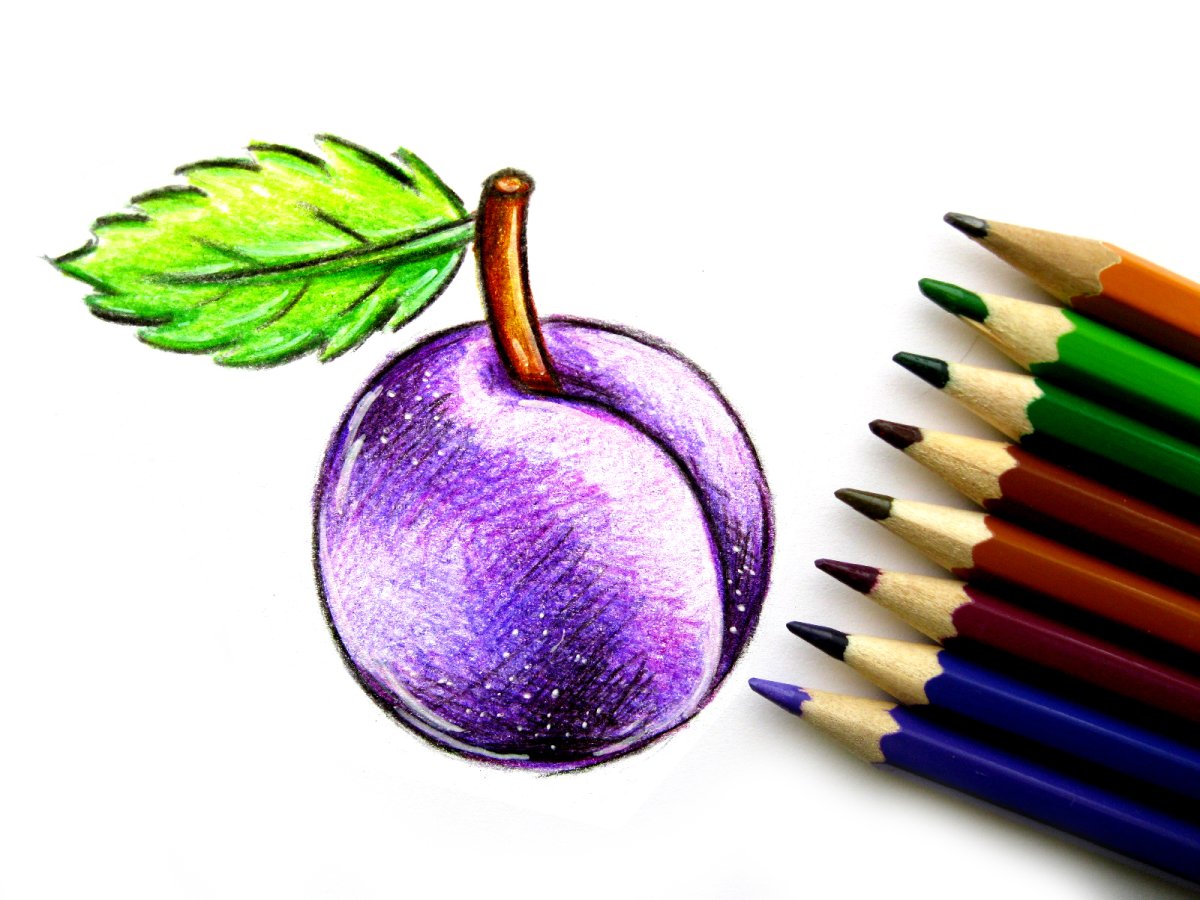 Как нарисовать сливу цветными карандашами