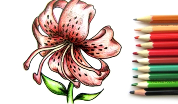 Как нарисовать лилию поэтапно