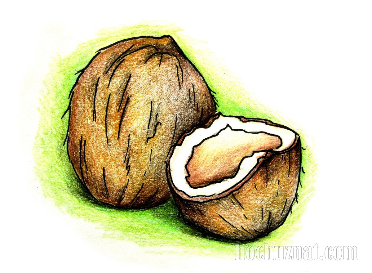 фото нарисованного кокоса