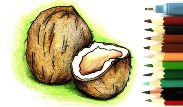 Как нарисовать кокос карандашами