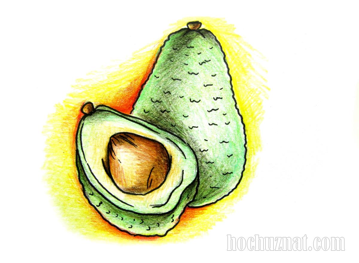 фото рисунка авокадо