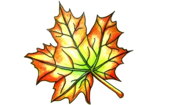 Как нарисовать осенний кленовый лист