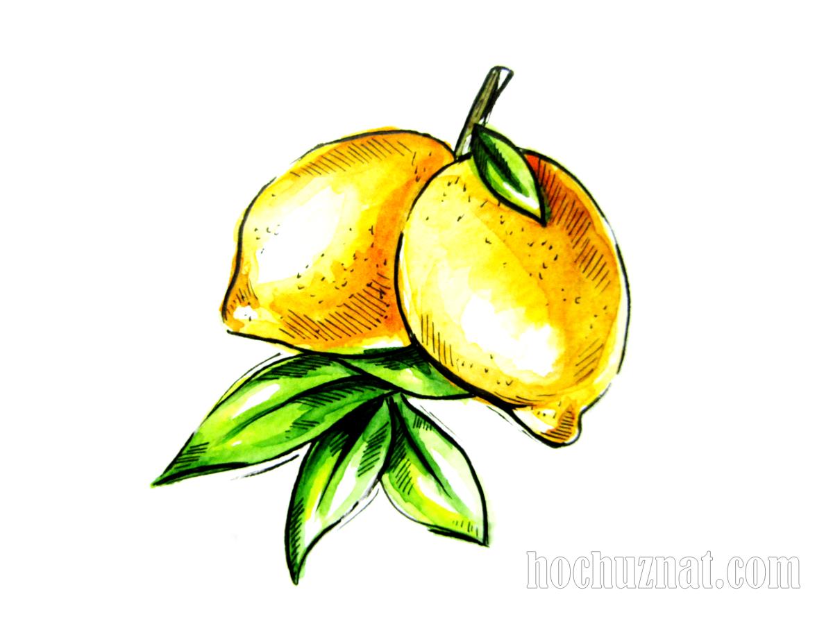 рисунок лимона акварелью