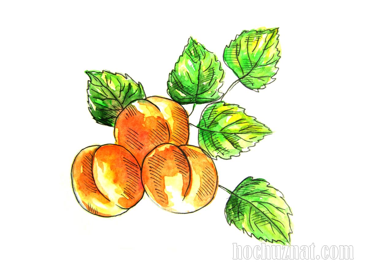абрикосы акварелью рисунок