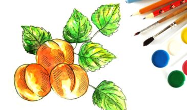 Как нарисовать абрикосы акварелью
