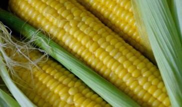 Кукуруза: полезные свойства, противопоказания