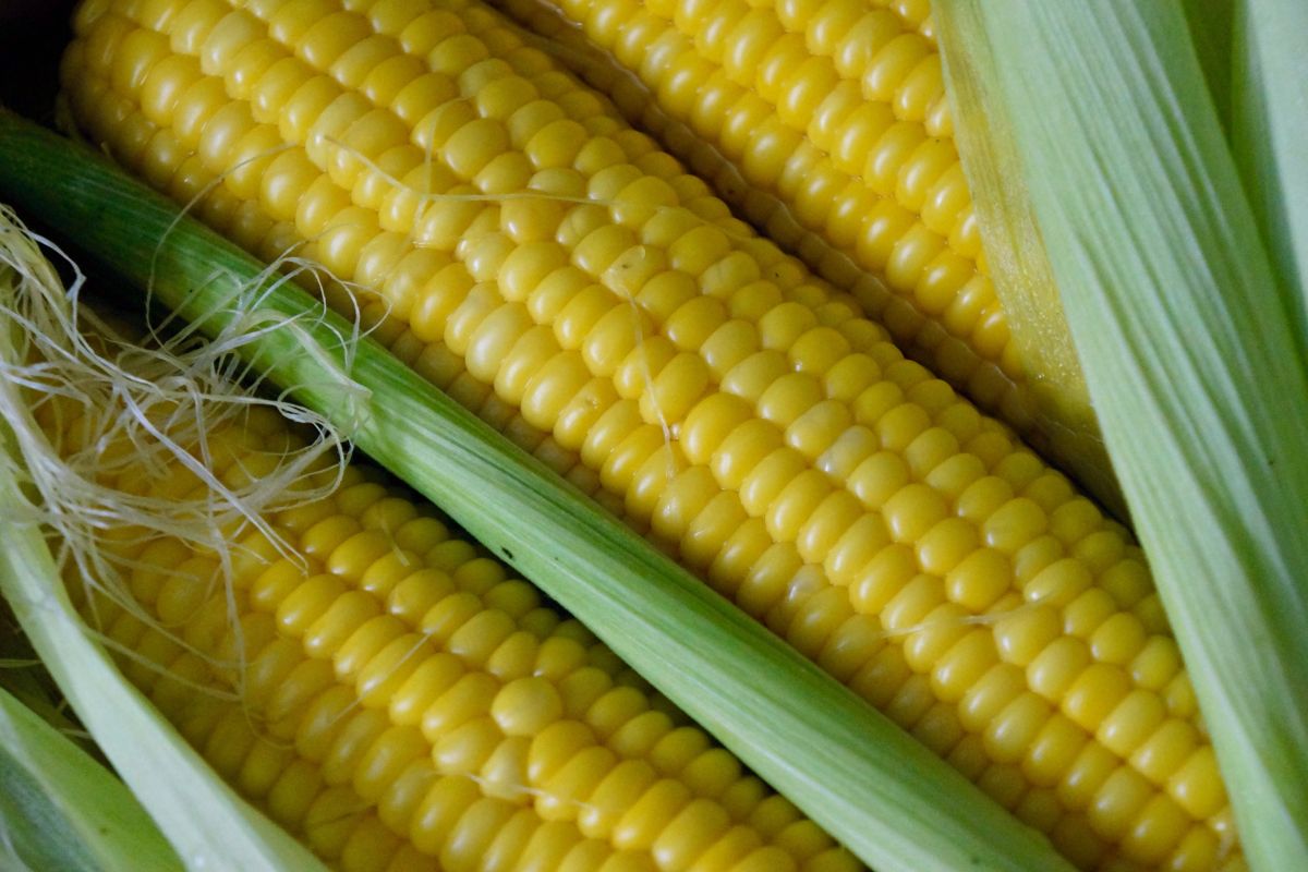 Кукуруза: полезные свойства, противопоказания