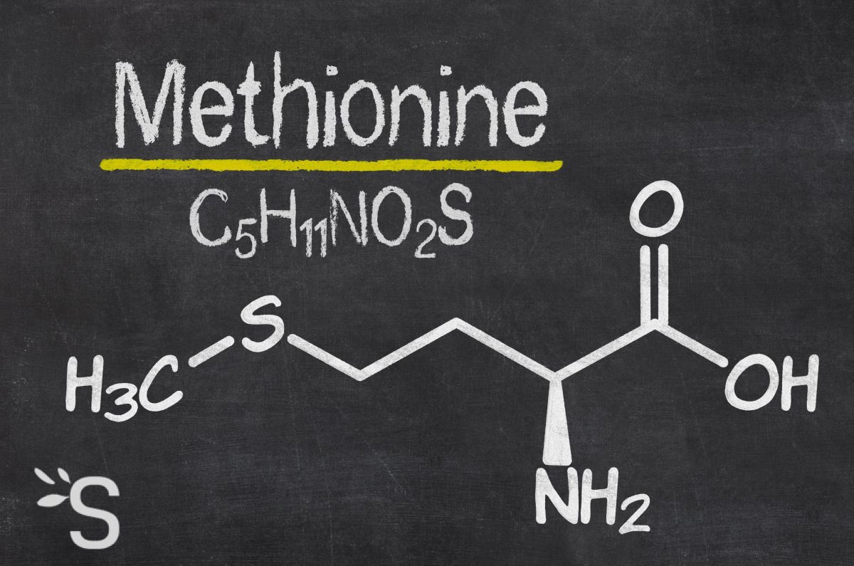 Метионин: полезные свойства, источники, побочные эффекты
